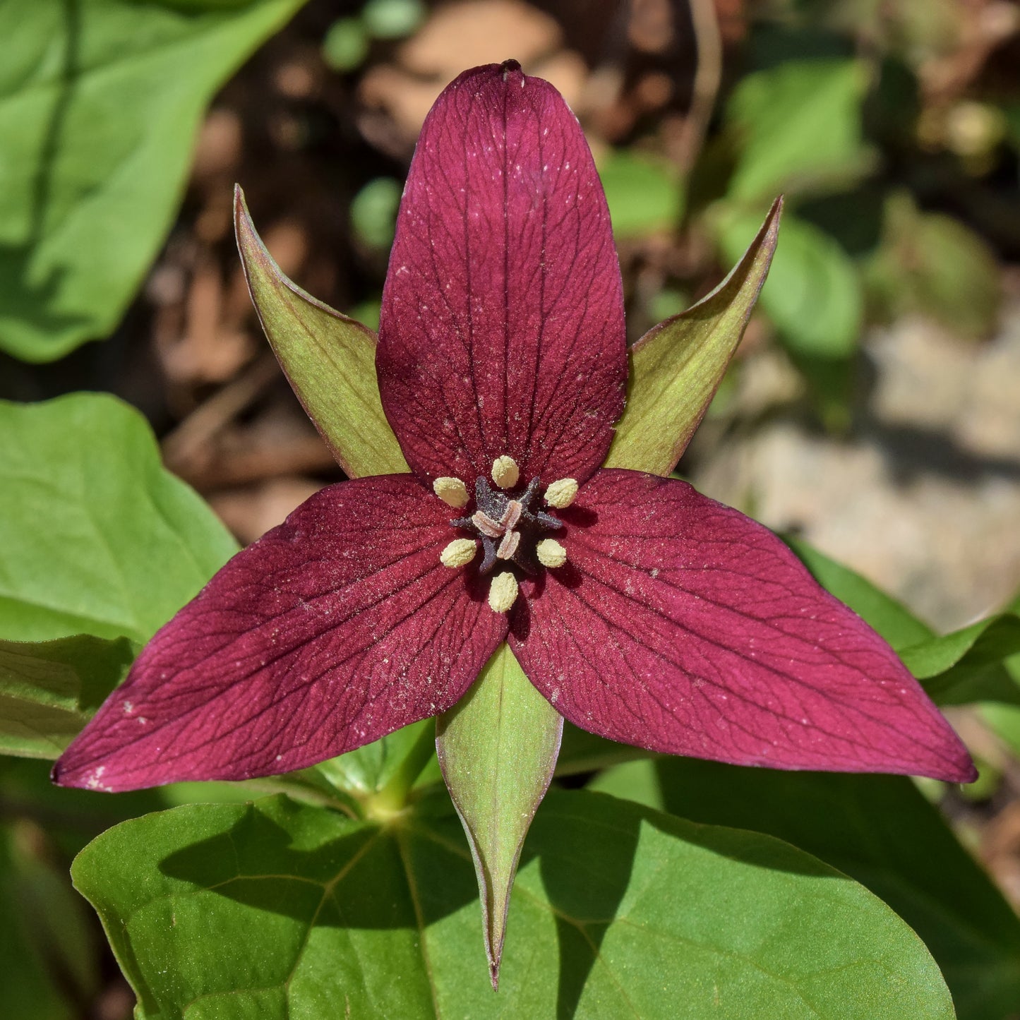 TRILLIUM JOURNAL