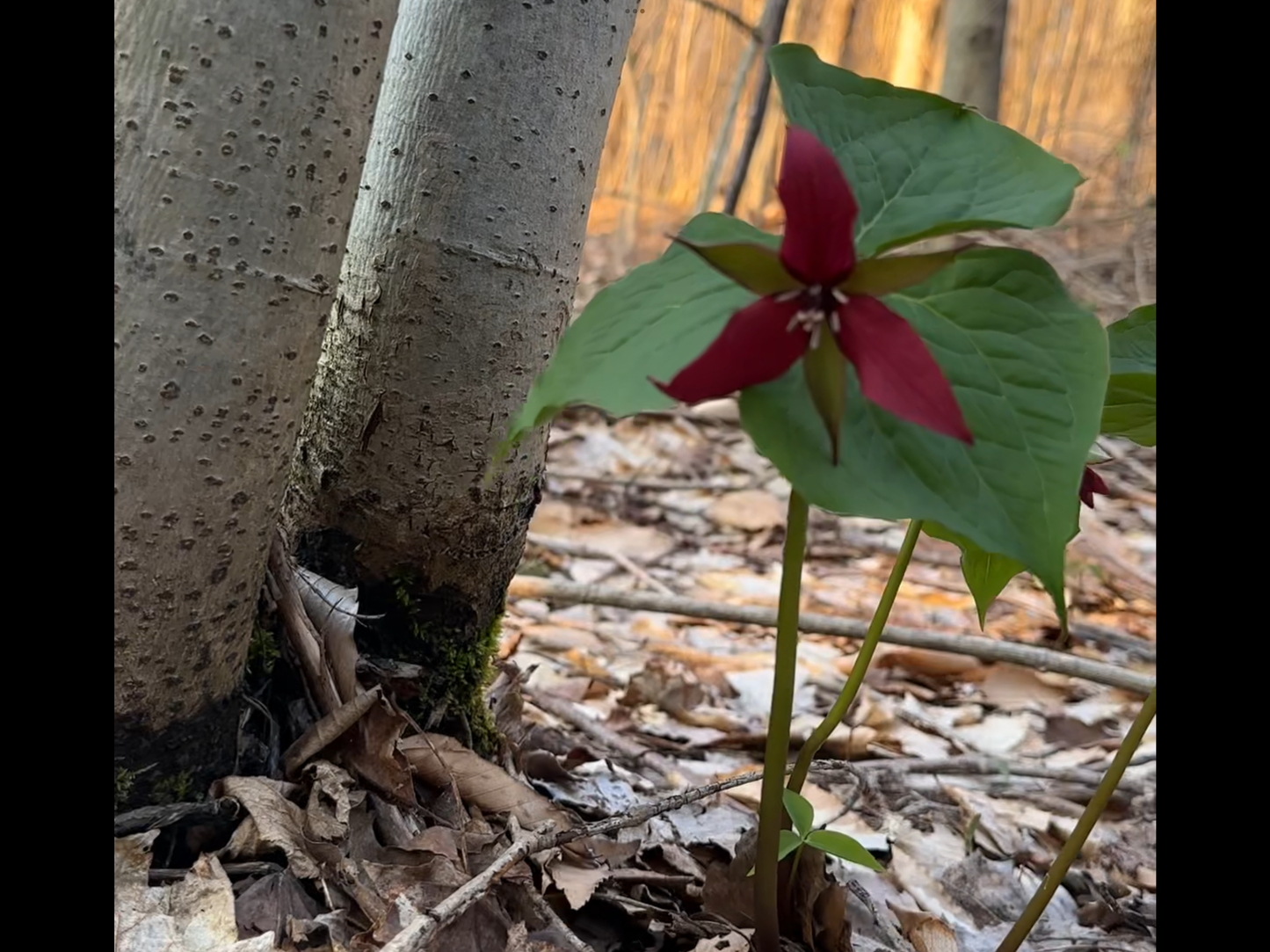 TRILLIUM JOURNAL